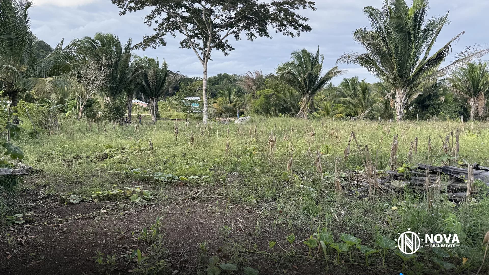 1.5 Acres in Armenia Village - Photo 3